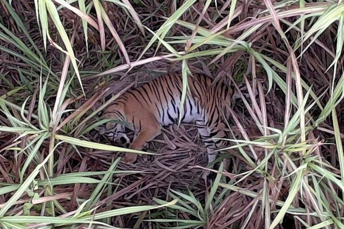 Тигр, забредший из нацпарка, будет возвращен в заповедник