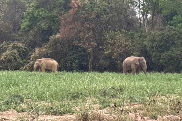Растущая стоимость вторжений слонов: компенсации превысили 100 млн бат в год