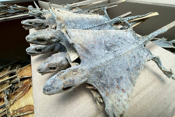 В Таиланде изъяли 120 000 контрабандных сушеных гекконов